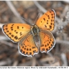 lycae thersamon imago14 kher